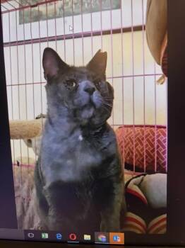 Russian Blue Cats Available for Adoption - Simon | PetCurious