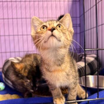 Tabbi -  Domestic Short Hair Cat for Adoption in Redwood Valley, California - Tabbi | PetCurious
