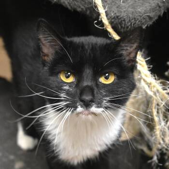 Lorelei -  Domestic Short Hair Cat for Adoption in Flagstaff, Arizona - Lorelei | PetCurious