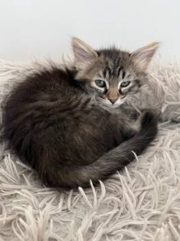 Kim -  Domestic Medium Hair Cat for Adoption in Millcreek, Utah - Kim | PetCurious
