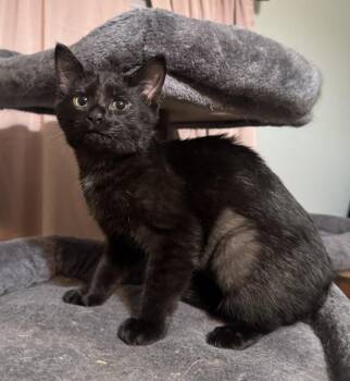 Eleanor - SR -  Domestic Short Hair Cat for Adoption in Greenville, South Carolina - Eleanor - SR | PetCurious