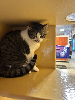 Rescue Domestic Short Hair Cats for Adoption in Winslow Township, New Jersey - Biscuit | PetCurious