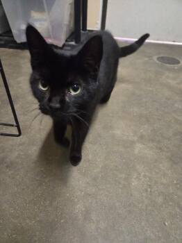 American Shorthair Cats Available for Adoption - Ida | PetCurious