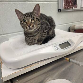 Tinky Winky -  Domestic Short Hair Cat for Adoption in Chattanooga, Tennessee - Tinky Winky | PetCurious