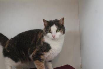 Domestic Short Hair Cats Available for Adoption in Chestertown, Maryland - Tooth Fairy | PetCurious