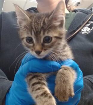 Domestic Short Hair Cats Available for Adoption in Oklahoma City, Oklahoma - A473814 | PetCurious