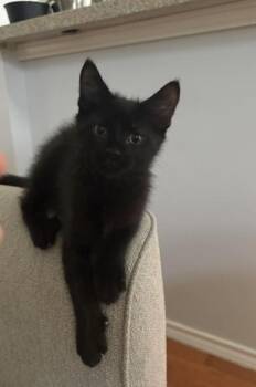 Domestic Medium Hair Cats Available for Adoption in Liverpool, Texas - Nyx | PetCurious