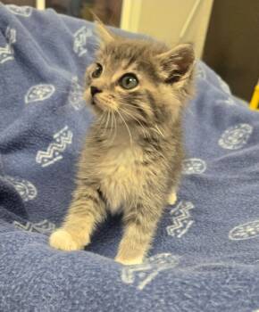 Rescue Domestic Short Hair Cats for Adoption in Yankton, South Dakota - Fluff Monster | PetCurious