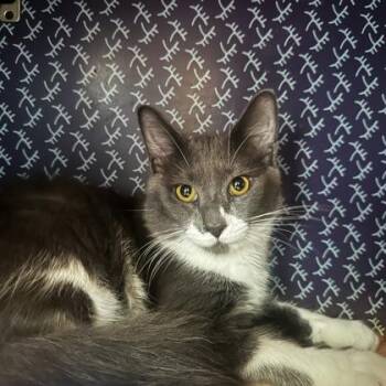 Aux -  Domestic Medium Hair Cat for Adoption in Richmond, Virginia - Aux | PetCurious