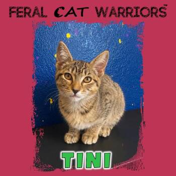 Tini -  Domestic Short Hair Cat for Adoption in Kingman, Arizona - Tini | PetCurious