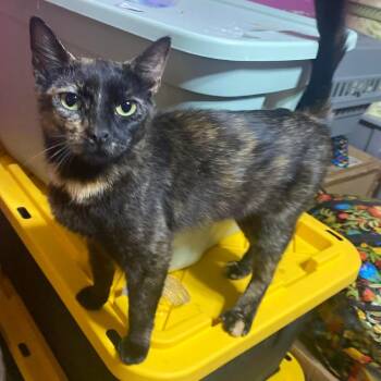 Ivy -  Domestic Short Hair Cat for Adoption in New York, New York - Ivy | PetCurious