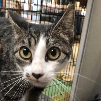 Domestic Short Hair Cats Available for Adoption in Lake Panasoffkee, Florida - Glacier | PetCurious