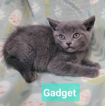 Gadget -  Domestic Short Hair Cat for Adoption in Richmond, Indiana - Gadget | PetCurious