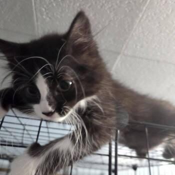 Sheamus -  Domestic Long Hair Cat for Adoption in Vine Grove, Kentucky - Sheamus | PetCurious