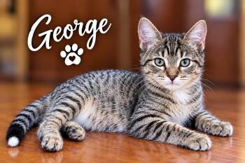 George (SC) -  Domestic Short Hair Cat for Adoption in Clinton, Illinois - George (SC) | PetCurious