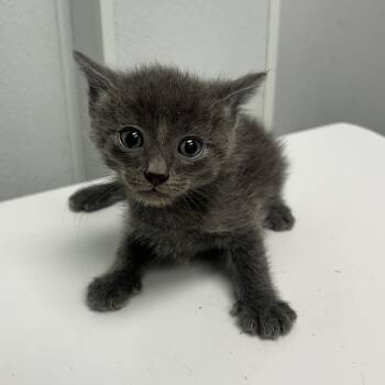 Poncho -  Domestic Medium Hair Cat for Adoption in Abilene, Texas - Poncho | PetCurious