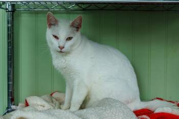 Preston -  Domestic Short Hair Cat for Adoption in Chester Springs, Pennsylvania - Preston | PetCurious