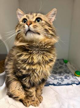 Kinder -  Domestic Medium Hair Cat for Adoption in Delson, Quebec - Kinder | PetCurious