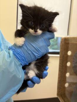 Star Maker -  Domestic Long Hair Cat for Adoption in Raleigh, North Carolina - Star Maker | PetCurious