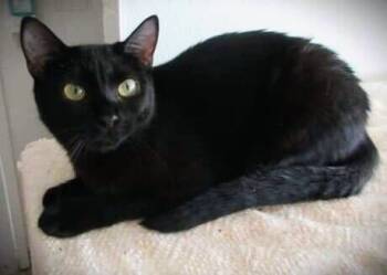 Rescue Domestic Short Hair Cats for Adoption in Hartwell, Georgia - 6260 Seren | PetCurious