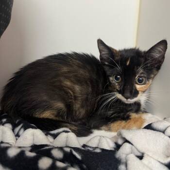 Baby spice -  Domestic Short Hair Cat for Adoption in West Palm Beach, Florida - Baby Spice | PetCurious