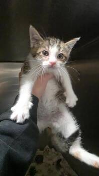Seed -  Domestic Short Hair Cat for Adoption in Clinton, Missouri - Seed | PetCurious