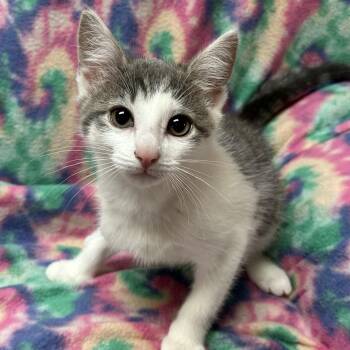 Domestic Short Hair Cats Available for Adoption in White Oak, Pennsylvania - Silver | PetCurious