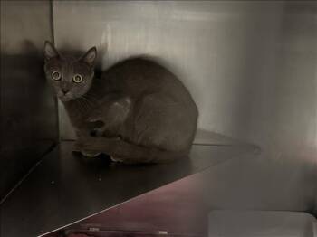 A428967 -  Domestic Short Hair Cat for Adoption in Conroe, Texas - A428967 | PetCurious