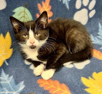 Dewey -  Domestic Short Hair Cat Available for Adoption in Edinburg, Virginia - Dewey | PetCurious