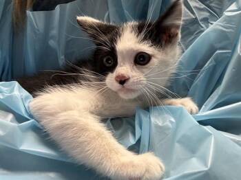 MAGIC -  Domestic Short Hair Cat for Adoption in Pueblo, Colorado - MAGIC | PetCurious