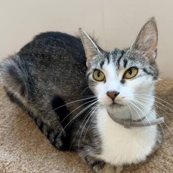 Carmela -  Domestic Short Hair Cat for Adoption in Andover, Connecticut - Carmela | PetCurious
