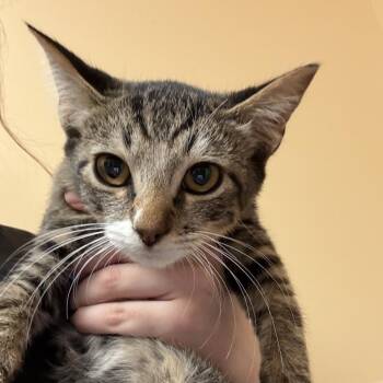 FWT Vivian -  Domestic Short Hair Cat for Adoption in Midland, Texas - FWT Vivian | PetCurious