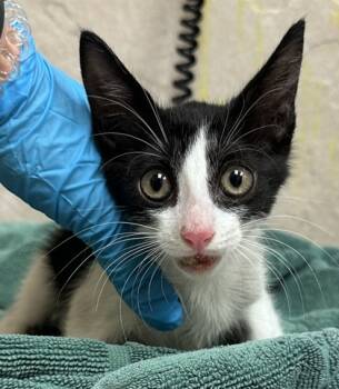 Rescue Domestic Short Hair Cats for Adoption in Honolulu, Hawaii - 59717835 | PetCurious