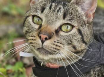 Gizmo -  Domestic Short Hair and Tabby Cat for Adoption in Greensboro, North Carolina - Gizmo | PetCurious