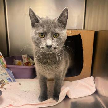 Rescue Domestic Short Hair Cats for Adoption in Lindon, Utah - Luigi | PetCurious