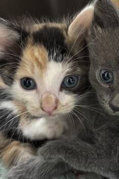 1605-26 -  Domestic Short Hair Cat for Adoption in Cumming, Georgia - 1605-26 | PetCurious