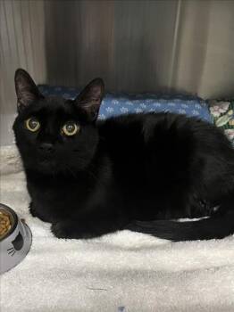 Domestic Short Hair Cats Available for Adoption in Woodland, California - BUDDY | PetCurious
