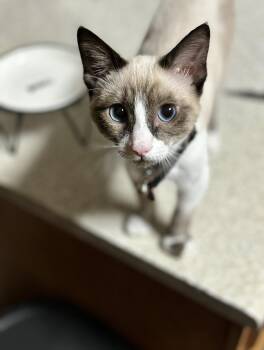 Snowshoe Cats Available for Adoption - Astrid | PetCurious