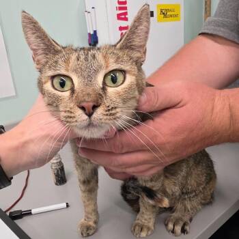 Sprinkles -  Domestic Short Hair Cat for Adoption in Knoxville, Tennessee - Sprinkles | PetCurious