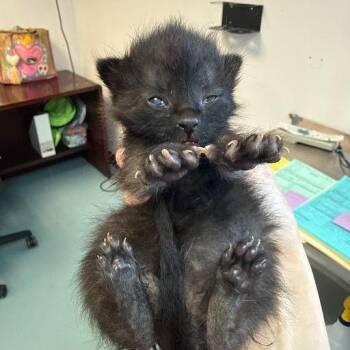 Domestic Short Hair Cats Available for Adoption in Austin, Texas - Vampire Bat 6 | PetCurious
