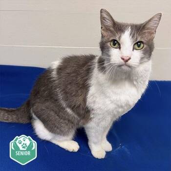 Rescue Domestic Short Hair Cats for Adoption in Fresno, California - Whiskers | PetCurious