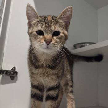 Domestic Short Hair Cats Available for Adoption in Bentonville, Arkansas - Dora | PetCurious