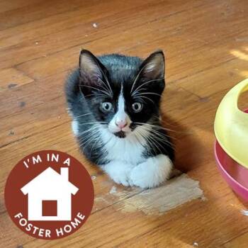 Gerald -  Domestic Short Hair Cat for Adoption in Janesville, Wisconsin - Gerald | PetCurious