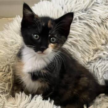 Domestic Medium Hair Cats Available for Adoption in Chino Hills, California - Katia - Chino Hills Location | PetCurious