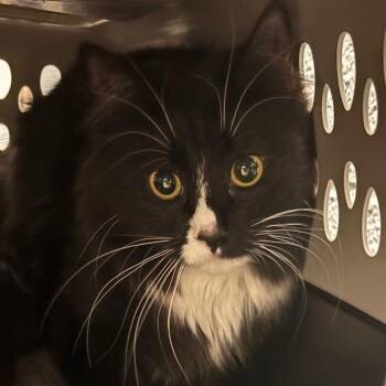 Catalina -  Domestic Short Hair Cat for Adoption in Allentown, Pennsylvania - Catalina | PetCurious
