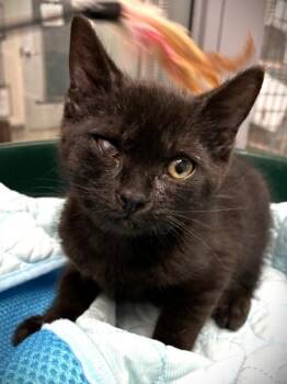 Matsuma -  Domestic Short Hair Cat for Adoption in Mason, Michigan - Matsuma | PetCurious