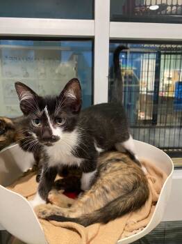 Liono A219319 -  Tuxedo Cat for Adoption in Plano, Texas - Liono A219319 | PetCurious