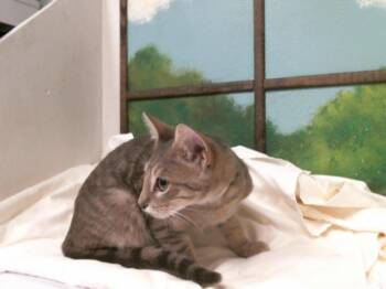 MARTIN -  Domestic Short Hair Cat for Adoption in Houston, Texas - MARTIN | PetCurious