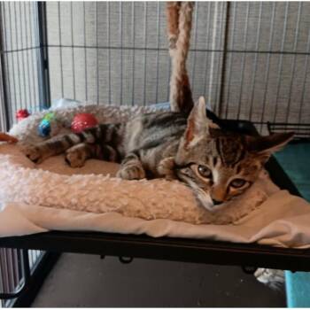 Domestic Short Hair Cats Available for Adoption - Binx | PetCurious