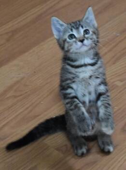 Eeyore -  Domestic Short Hair Cat for Adoption in Dayton, Minnesota - Eeyore | PetCurious